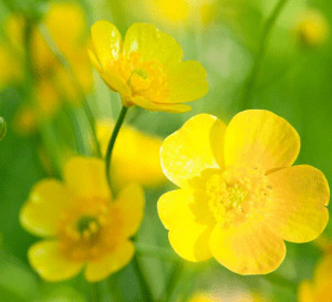 Close-up of yellow buttercup flowers.