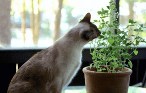 Cat sniffing and about to eat plant.
