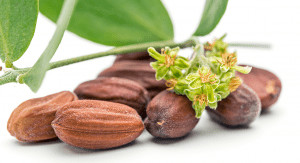 Jojoba seeds and the flower of the jojoba plant for facial hair oils.