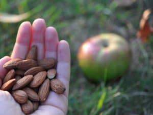 A handful of almonds.