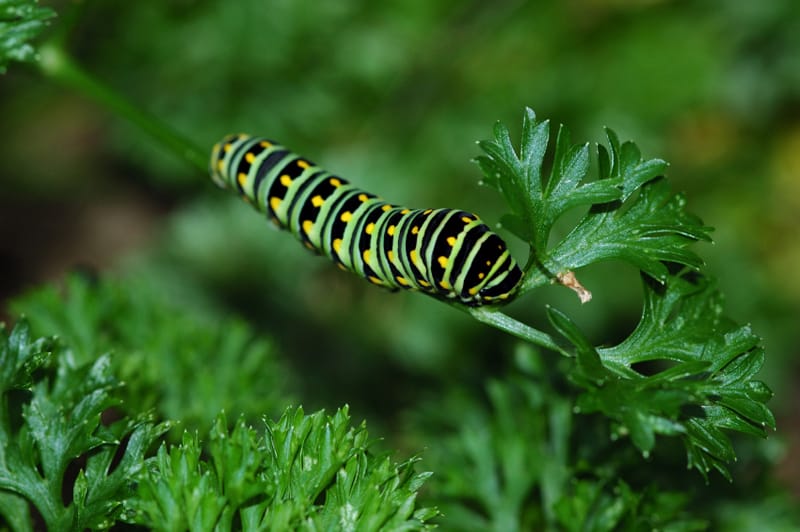 10 Parsley Benefits for Skin Time To Get Your Skin Up to Par