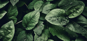 Closeup of wet leaves.