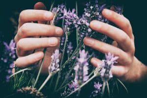 Lavender in hands.