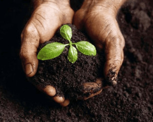 Man holding dirt and a sprouting plant.