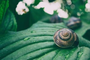 Snail on a leaf
