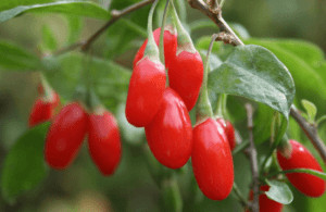 Goji berry plant.