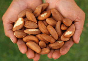 Hand holding Brazil nuts. 