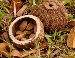 How brazil nuts grow.