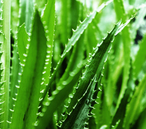 Aloe vera in nature.