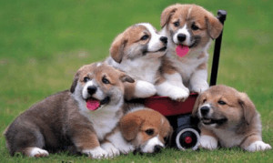 Picture of puppies.