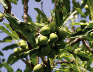 Shea Butter Tree