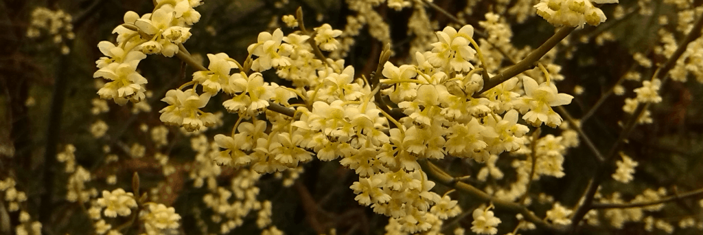 Litsea cubeba.