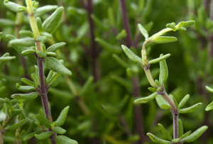 Thyme growing.