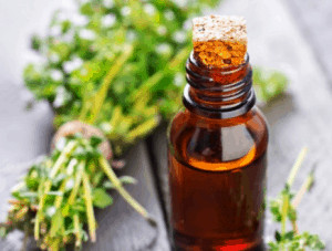 Thyme branches and vial of thyme essential oil. 