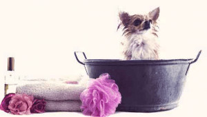 Wet Dog Next To DIY Shampoo And Towel.