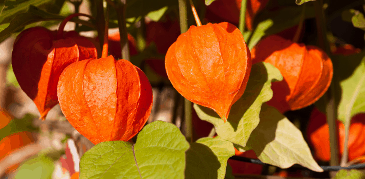 Health Benefits Of Ashwagandha Essential Oil Ayurvedic Medicine