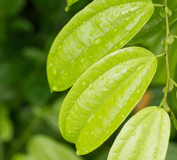 Health Benefits Of Cinnamon Leaf Essential Oil Better Than Cinnabon!