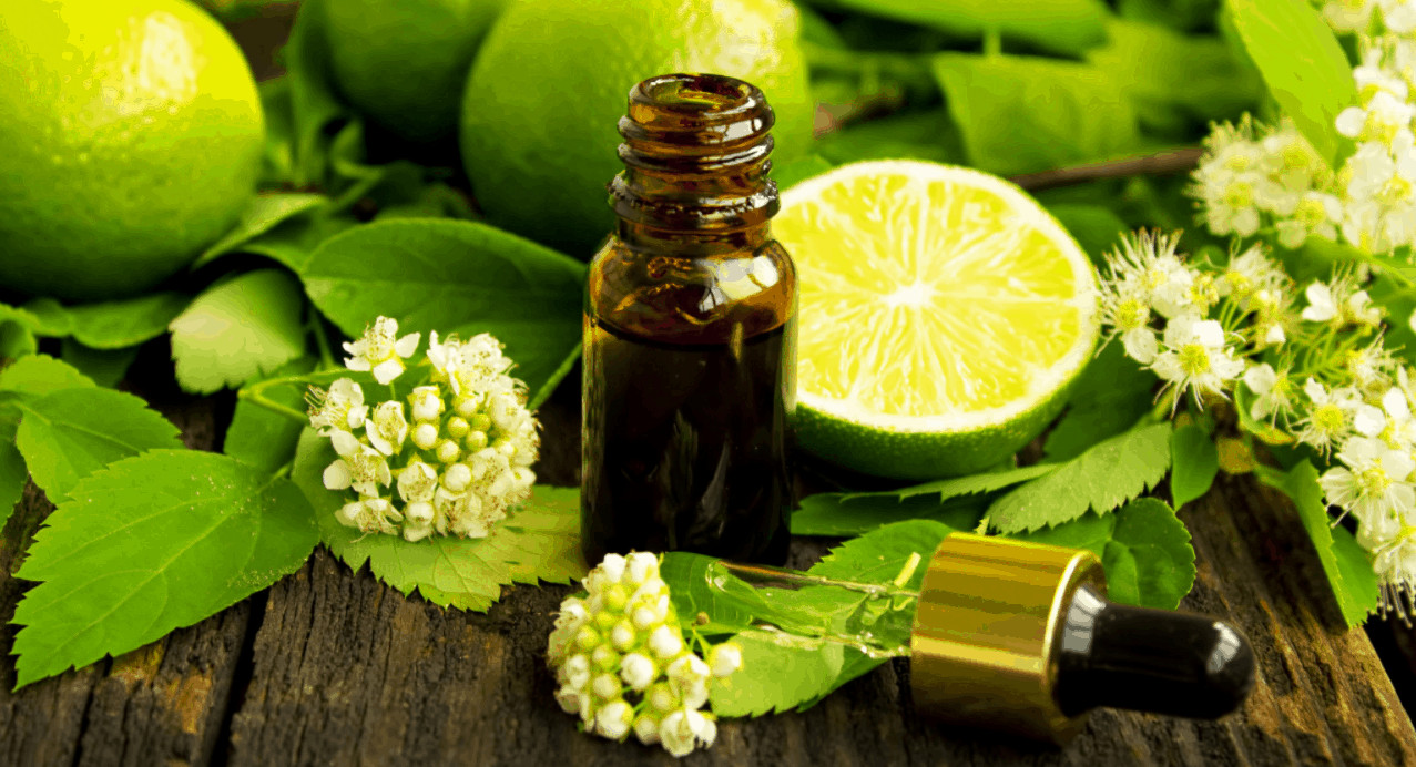 Health Benefits Of Lime Essential Oil Curing Scurvy Maple Holistics