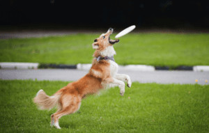 Dog jumping to catch a frisbee. 