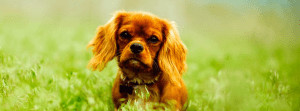 Puppy in field.