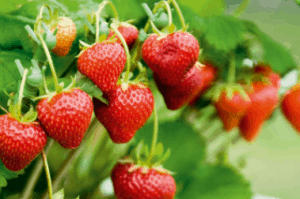 Strawberries growing on tree.