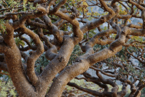 Close up of tree branches. 