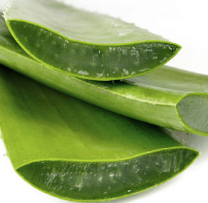 Aloe vera cross section. 