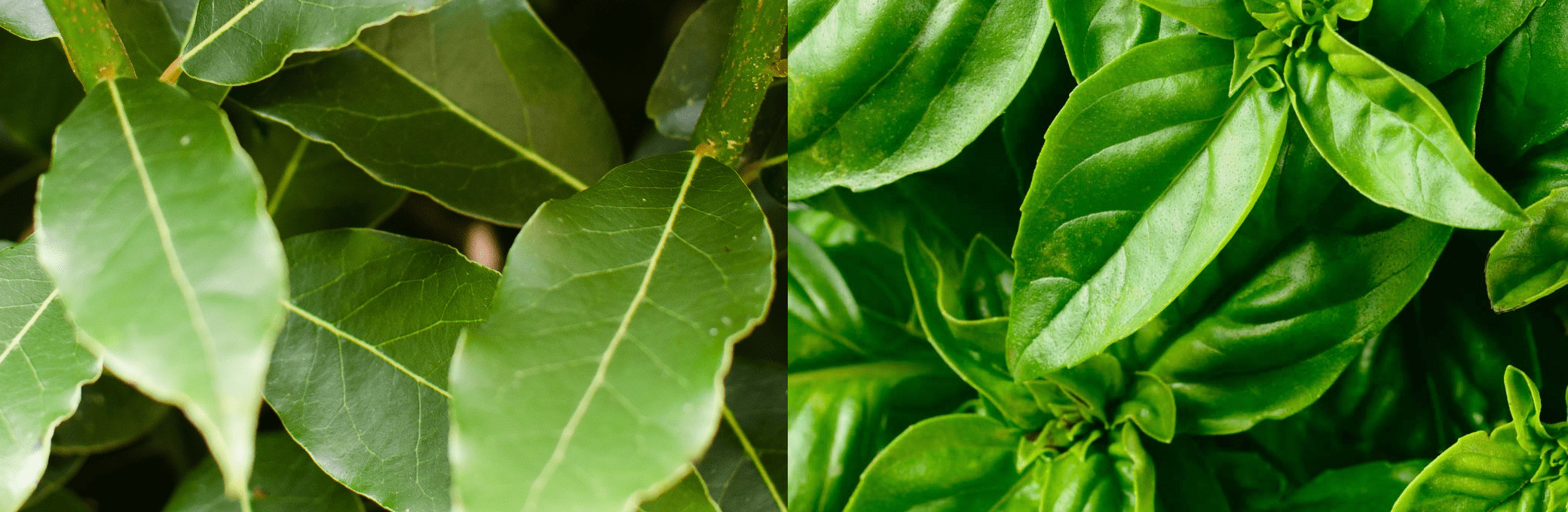 Bay Laurel Essential Oil vs. Basil Essential Oil Which Is For You