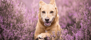 Dog running through field.