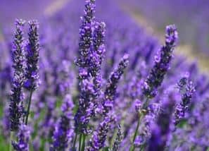 Lavender field.