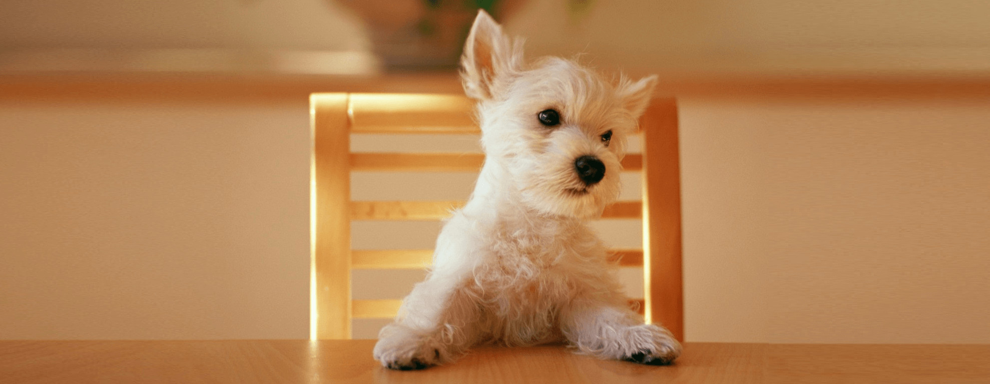 can dogs eat oatmeal with brown sugar