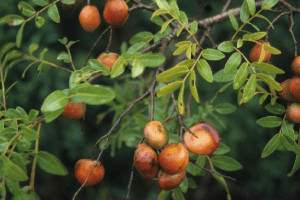 Copaiba oil plant.