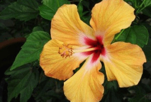 Yellow hibiscus flower.