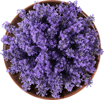 Lavender in a bowl.