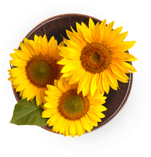 Sunflowers in a bowl.