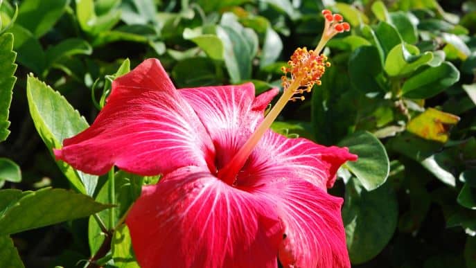 Hibiscus: Benefits, Side Effects, and More