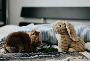 A real bunny and a fake bunny on a bed.