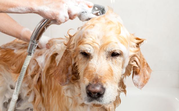 Diy oatmeal best sale bath for dogs