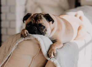 Dog lying on top of couch.