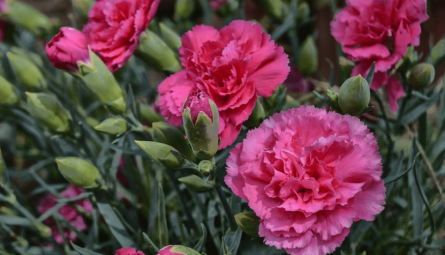 Carnation Absolute Essential Oil Benefits Maple Holistics Real