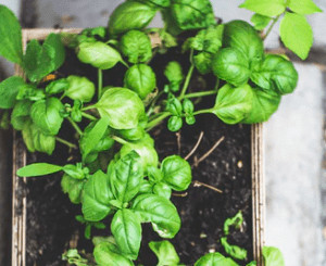 Basil growing in plant pot. 