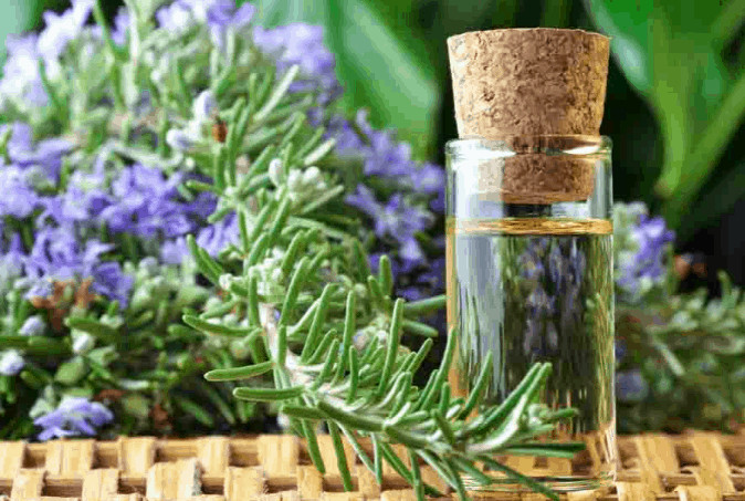 Rosemary For Hair Explained! Hair Loss And More, Maple Holistics