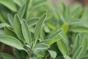 Close up of sage.