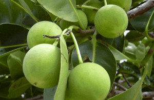 Green tamanu nuts growing.