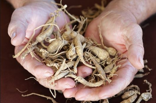 Hands holding ginseng.