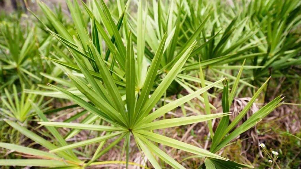 Saw palmetto growing.