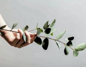 Hand holding eucalyptus leaves. 