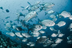 Fish swimming in water. 