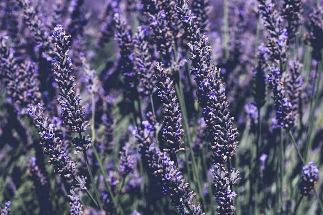 Close up of lavender field.