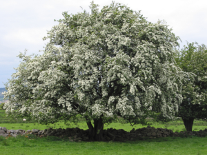 Maple Holistics Blog Image